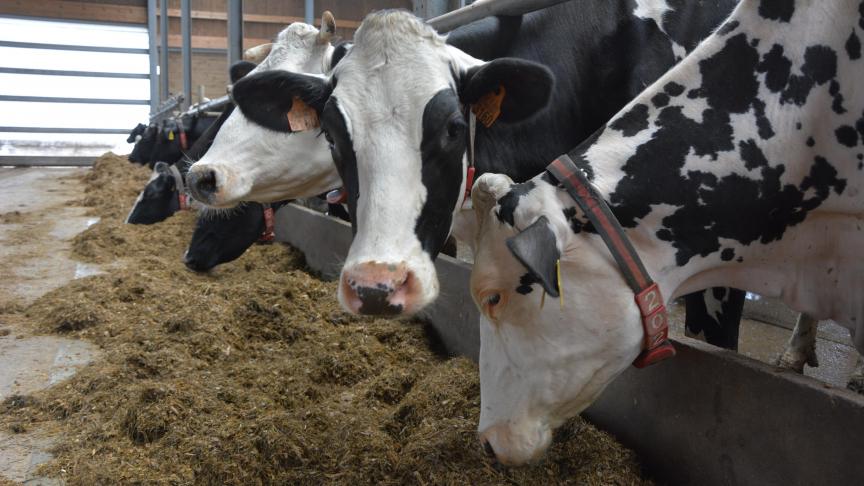 Ook al overheerst de vleesproductie in Wallonië, met een groter aantal vleesveehouders dan melkveehouders, toch is het gemiddeld aantal melkkoeien hoger dan het aantal zoogkoeien.